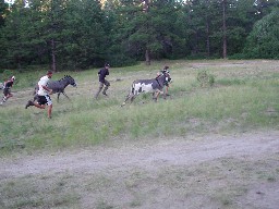 Burro racing at Harlan