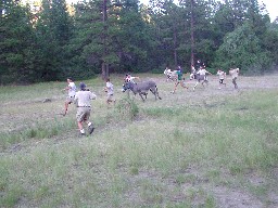 Burro racing at Harlan