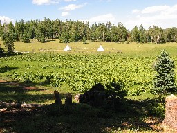 The meadow at Apache Springs