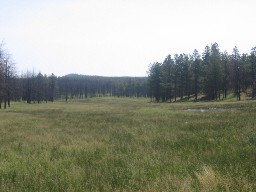 The meadow at Iris Park