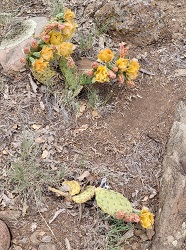 Cactus FLowers