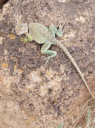 Lizard in camp