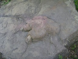 T-Rex tracks near Anasazi