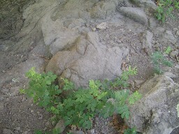 T-Rex tracks near Anasazi