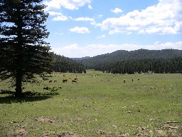 Pasture above Beaubien