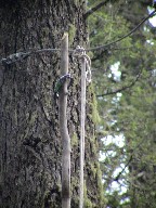 Bear Rope stuck on the cable