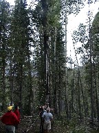 Bear Rope stuck on the cable