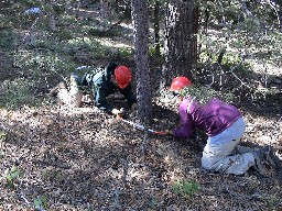 Thinning the trees in the meadow at Cito