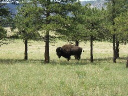 Bison near Whiteman Vega