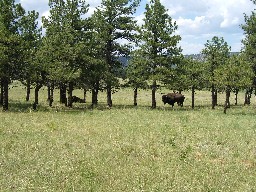Bison near Whiteman Vega