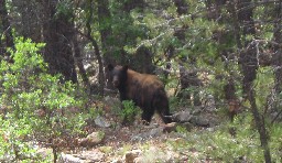 Bear on the trail between Harlan and Devil’s Wash Basin