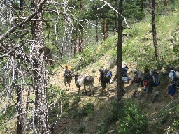 Burros on the trail to Ponil