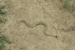 Rattlesnake on the Trail to Cottonwood Camp