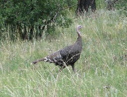 Turkey at Cottonwood Camp