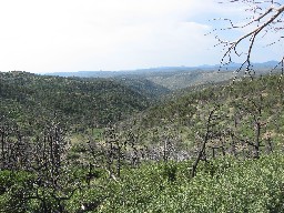 View from the top of Mountain Lion Canyon, looking down the canyon
