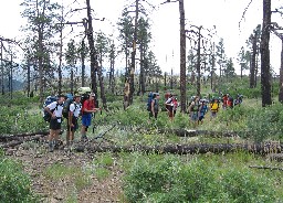 On the 'Ponil Skyline' ridge trail, heading towards Hart Peak (note that this trail was burned off in 2002, and is currently semi-abandoned)