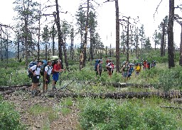 On the 'Ponil Skyline' ridge trail, heading towards Hart Peak (note that this trail was burned off in 2002, and is currently semi-abandoned)