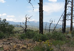 On the 'Ponil Skyline' ridge trail, heading towards Hart Peak (note that this trail was burned off in 2002, and is currently semi-abandoned)