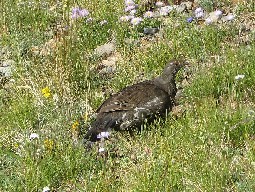 Western Grouse on Baldy