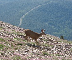 Mulie on Baldy