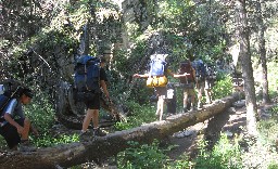 Footbridge log at Aspen Springs/Grouse Canyon trail intersect