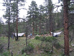 Cottonwood Campsite