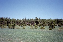 The Meadow at Deer Lake Camp