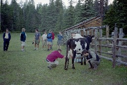 Cow miling at Crooked Creek