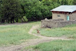 Goats wandering at Abreu