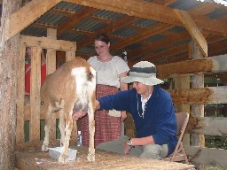 Goat Milking at Abreu