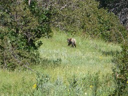 Bear sighting enroute to Dan Beard from Old Camp