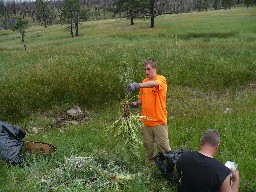 Conservation Project at Dan Beard - Removing Bull Thistle