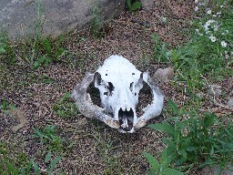 skull near tbe bear bag cable at Dan Beard