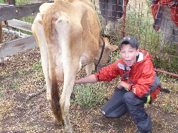 Milking a cow at Rich Cabins