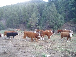 Cows grazing below Lover's Leap