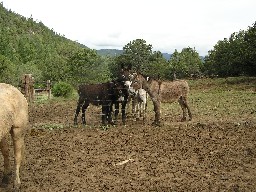 Burros in a Burro Trap at Harlan