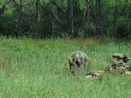 Bear near Upper Dean Cow