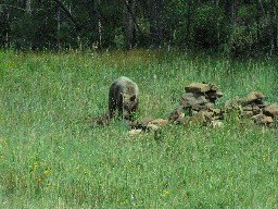 Bear near Upper Dean Cow