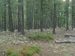 Campsite #1 at Maxwell (Sump, Fire ring & Bear Cable)