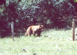 A Bear near Six Mile Gate