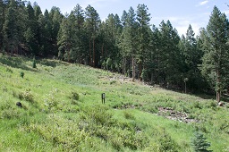 Demonstration Forest