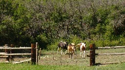 Horses at the Casa de Galvian