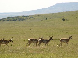 Pronghorn Antelope on the plain of the Casa de Galvian