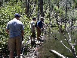 Visiting a Beaver Dam near North Fork Urraca Campsite #1