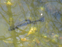 Fish in the Beaver Pond near North Fork Urraca Campsite #1