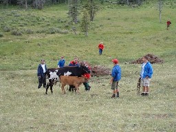 Roundup time at Crooked Creek