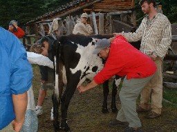 Milking at Crooked Creek