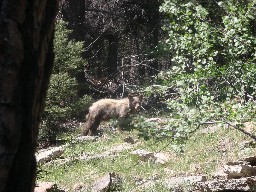 Bear on the trail between Cito and Hidden Valley