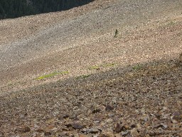 Bear on Baldy