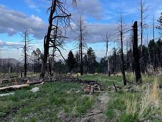 Fire Damage from 2018 Ute Park Fire